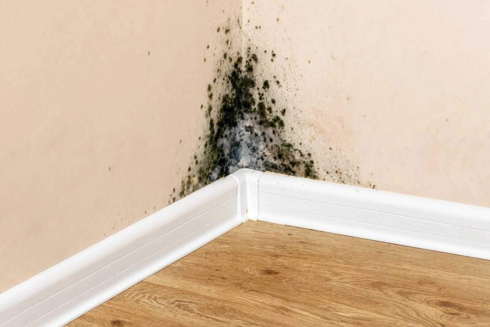 Active black mold spreading across a wall and window frame in a Houston home